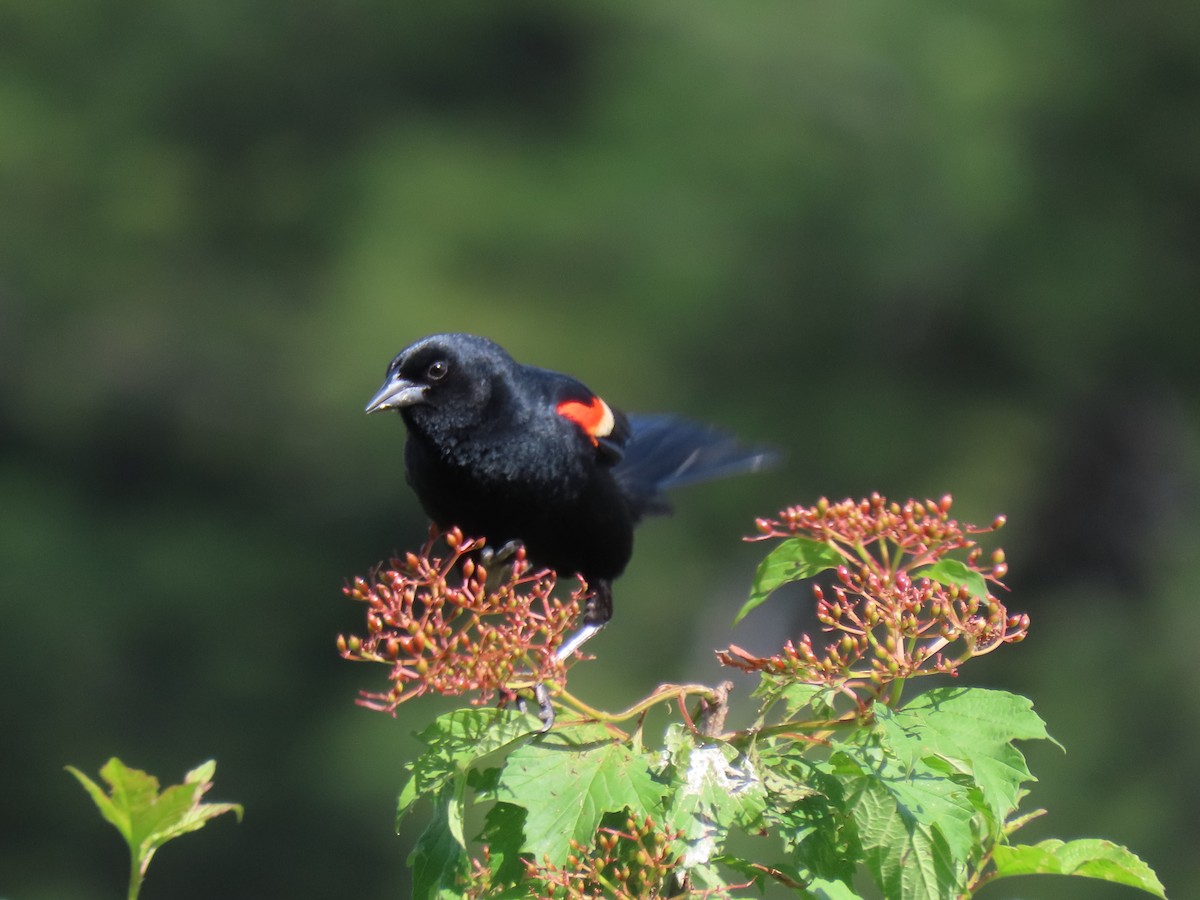 Red-winged Blackbird - ML620500465