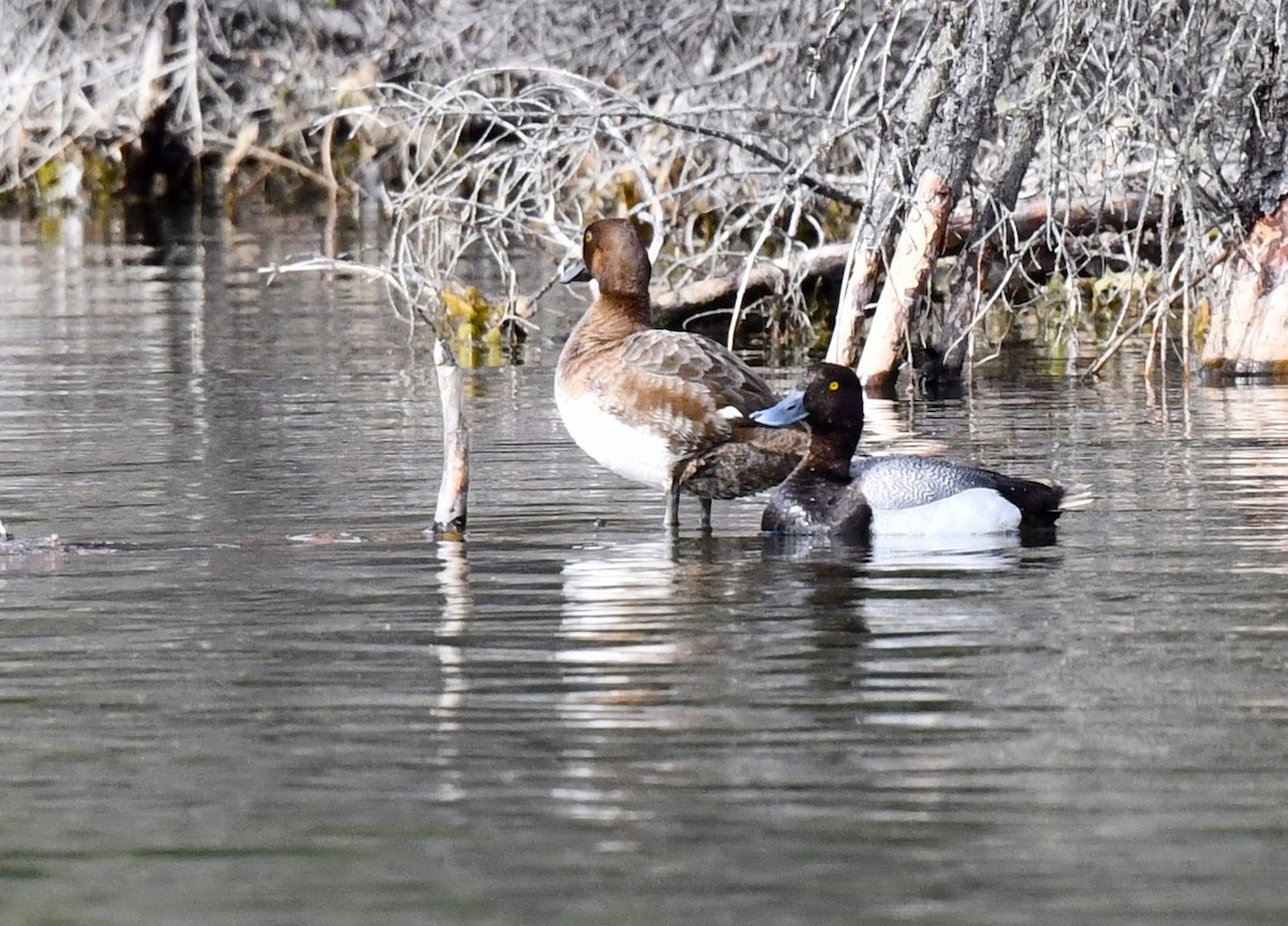 Greater Scaup - ML620500469