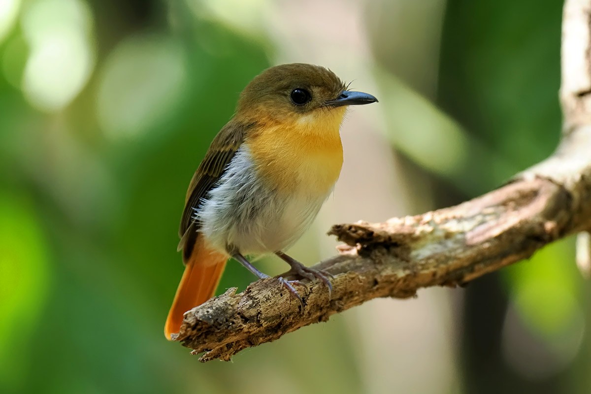 Palawan Flycatcher - ML620500470