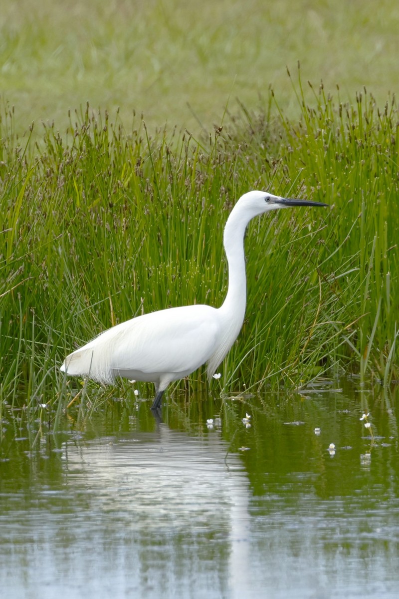 Little Egret - Gary Allport