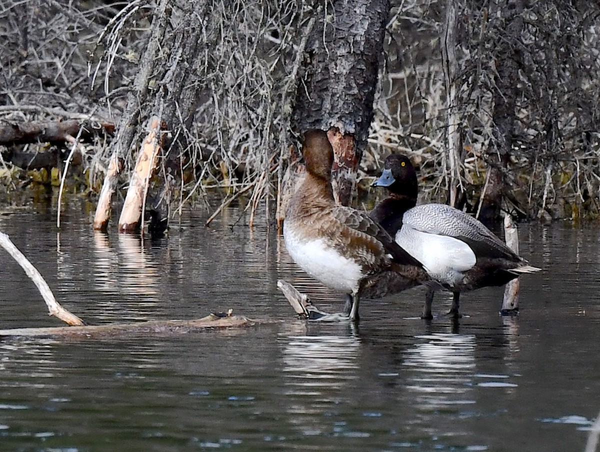 Greater Scaup - ML620500473