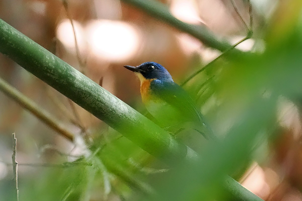 Palawan Blue Flycatcher - ML620500476