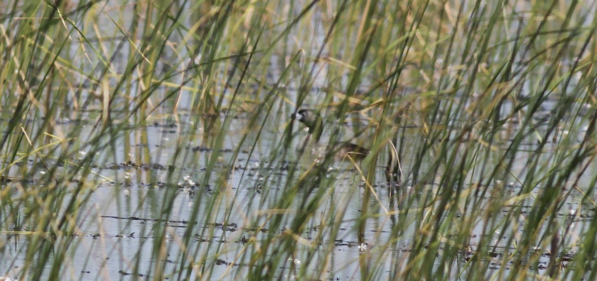 Pied-billed Grebe - ML620500477