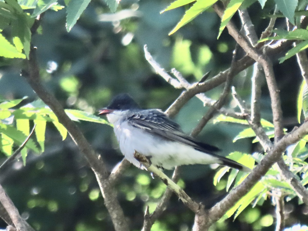 Eastern Kingbird - ML620500478