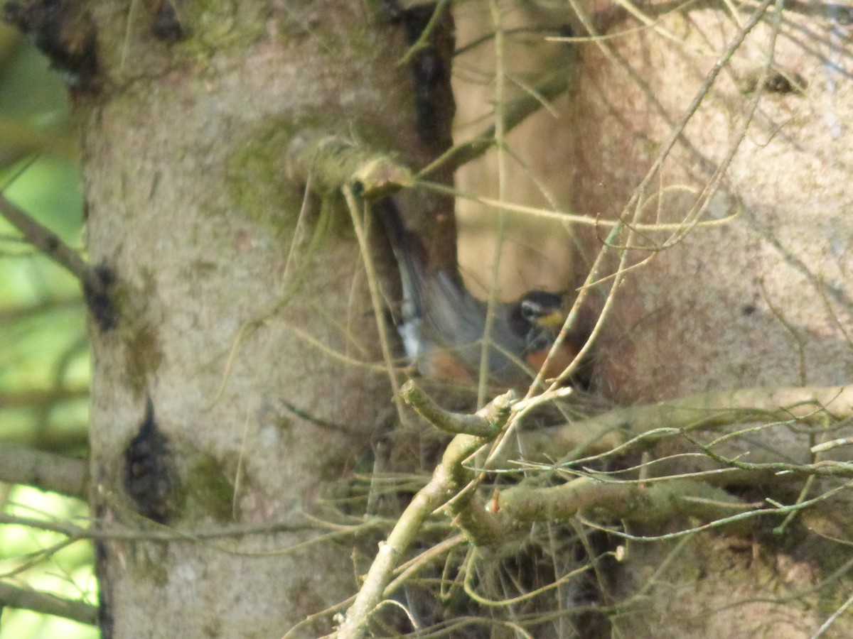 American Robin - ML620500479