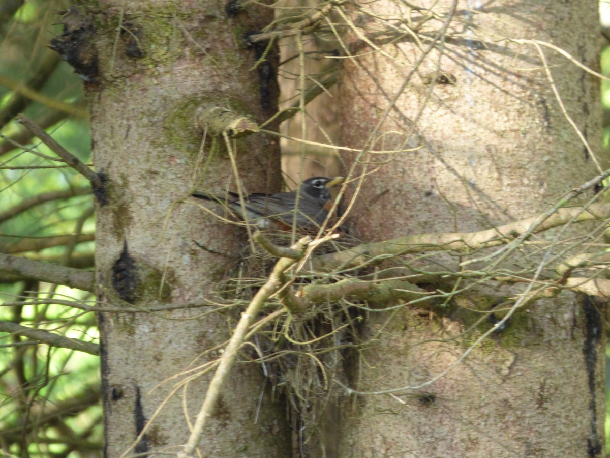 American Robin - ML620500480