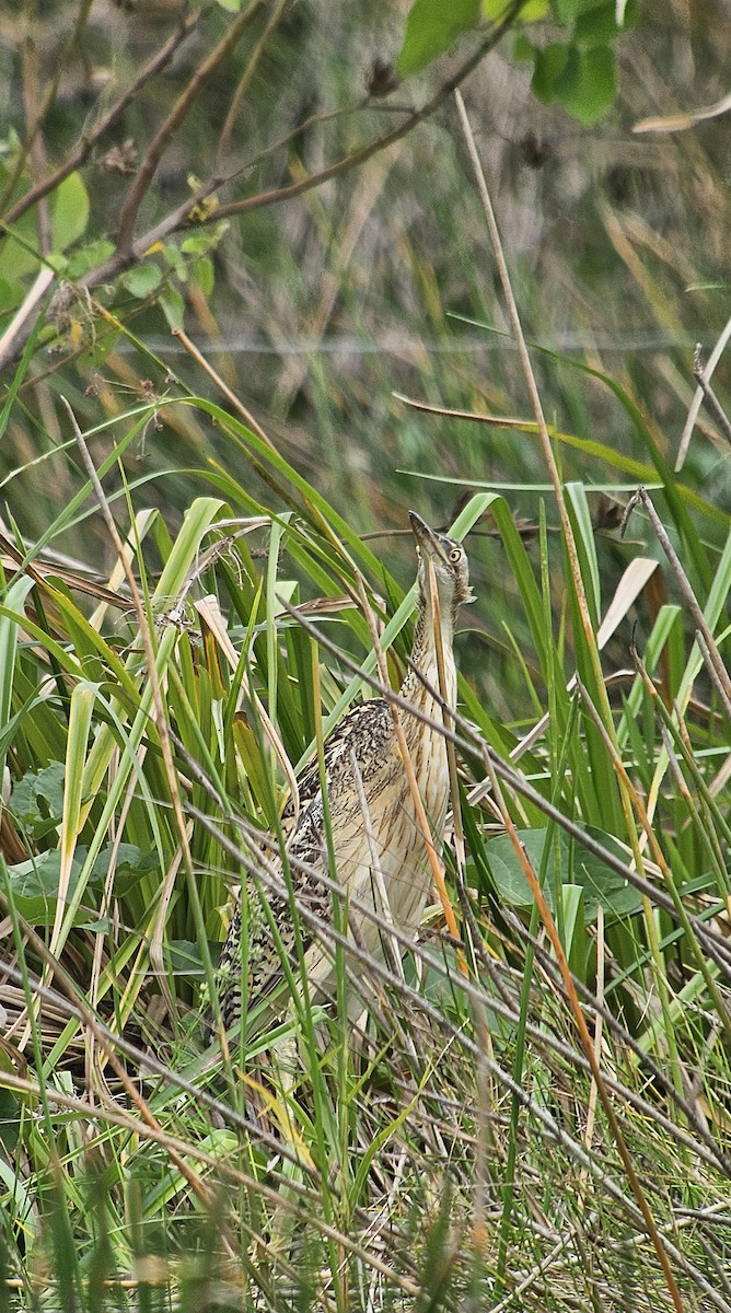 Schuppenhals-Rohrdommel - ML620500485