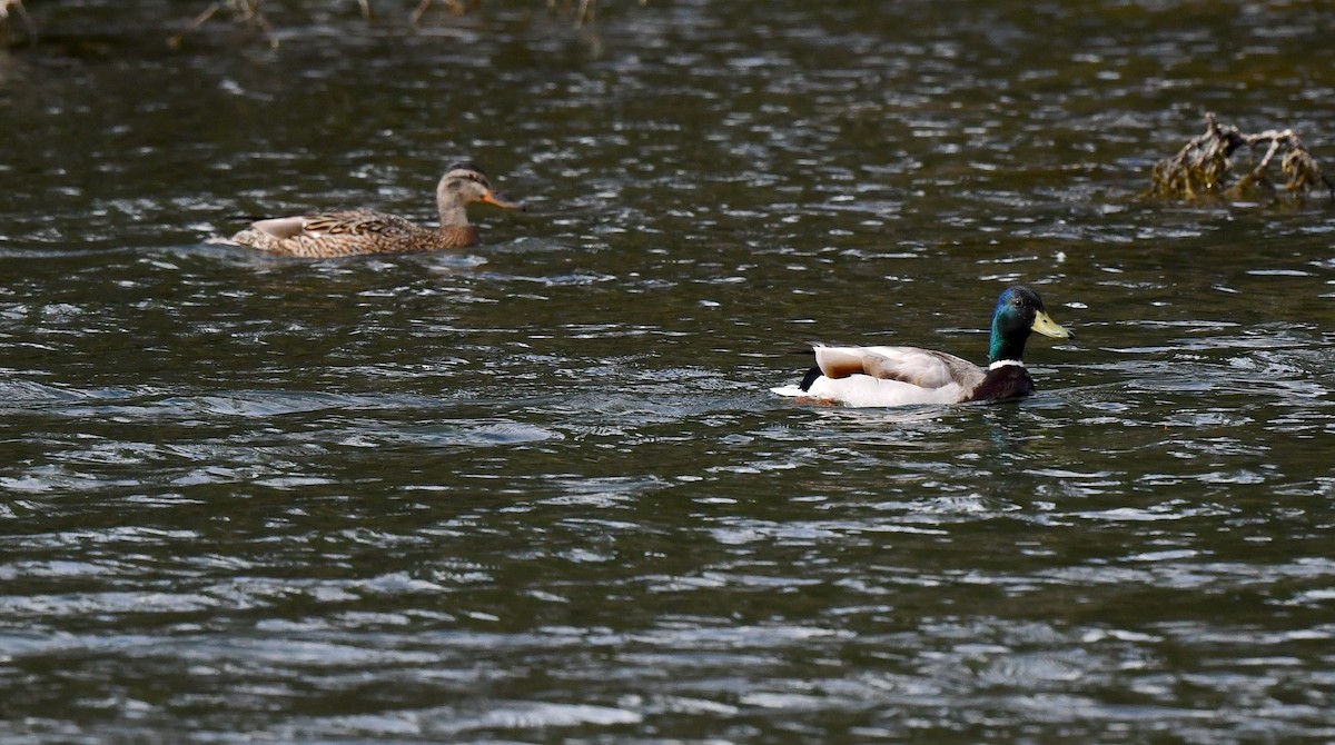 Canard colvert - ML620500486