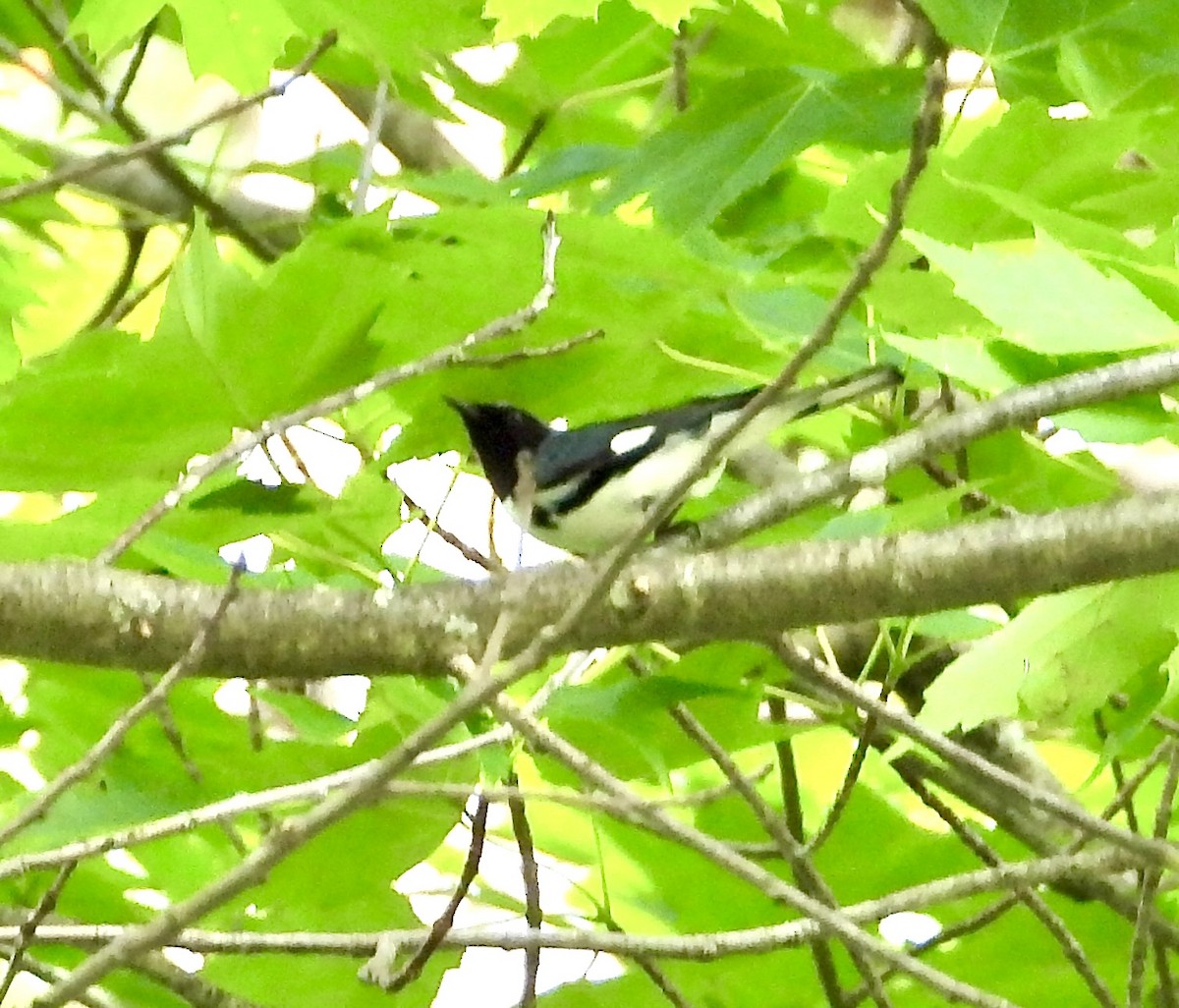 Black-throated Blue Warbler - ML620500488