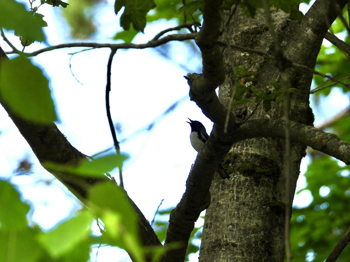 Black-throated Blue Warbler - Marilyn Hubley