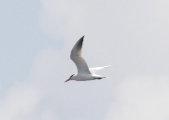 Caspian Tern - ML620500494