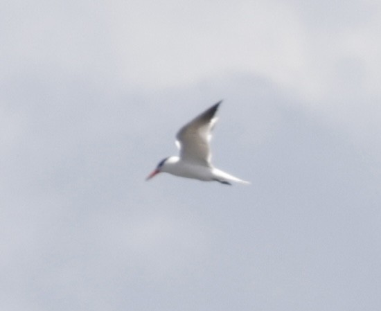 Caspian Tern - ML620500495