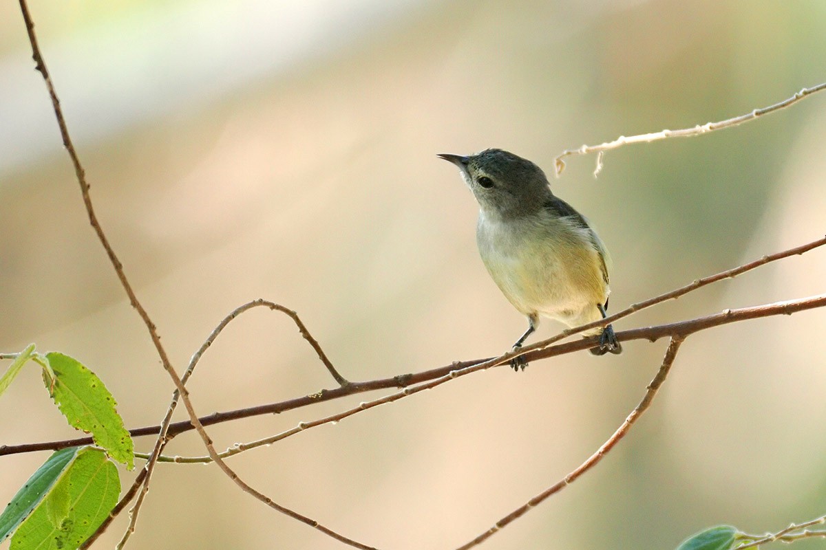 Pygmy Flowerpecker - ML620500500