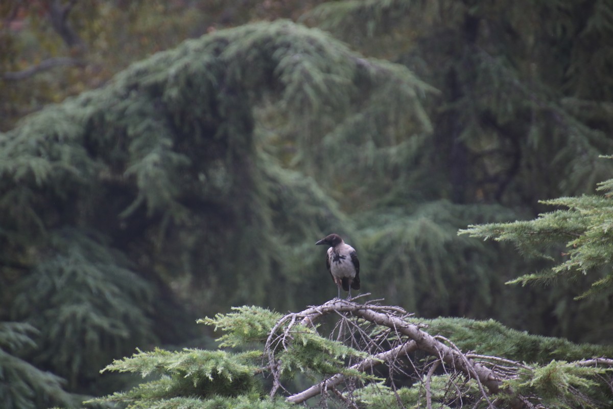 Hooded Crow - ML620500501