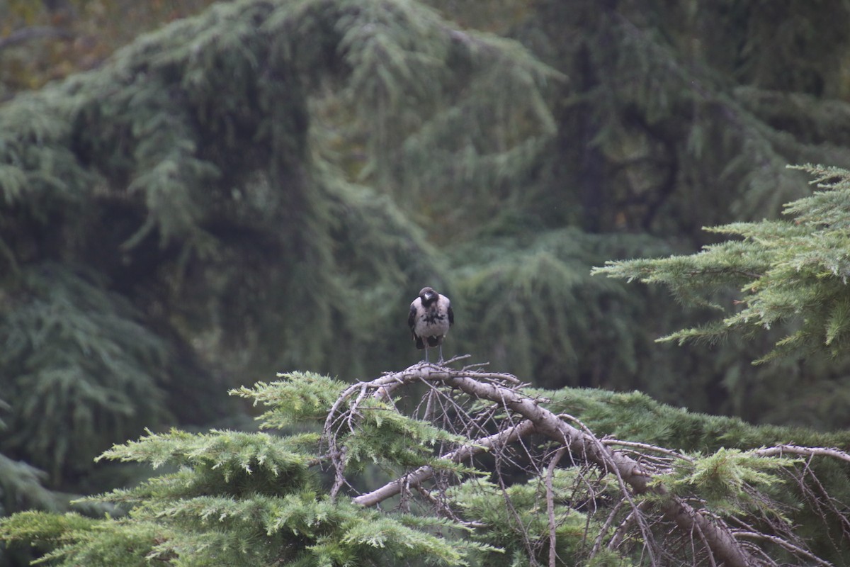 Hooded Crow - ML620500502