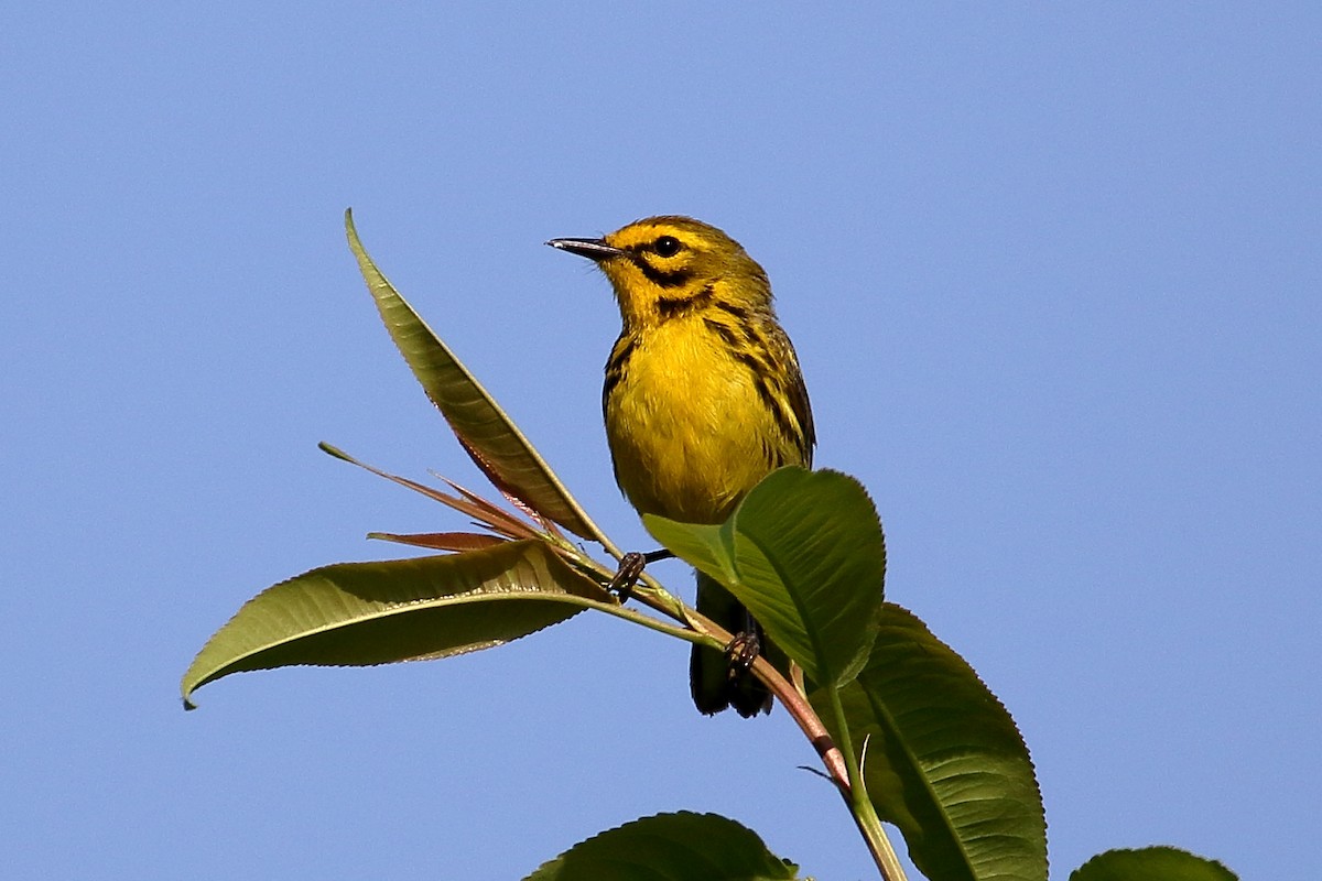 Prairie Warbler - John Manger