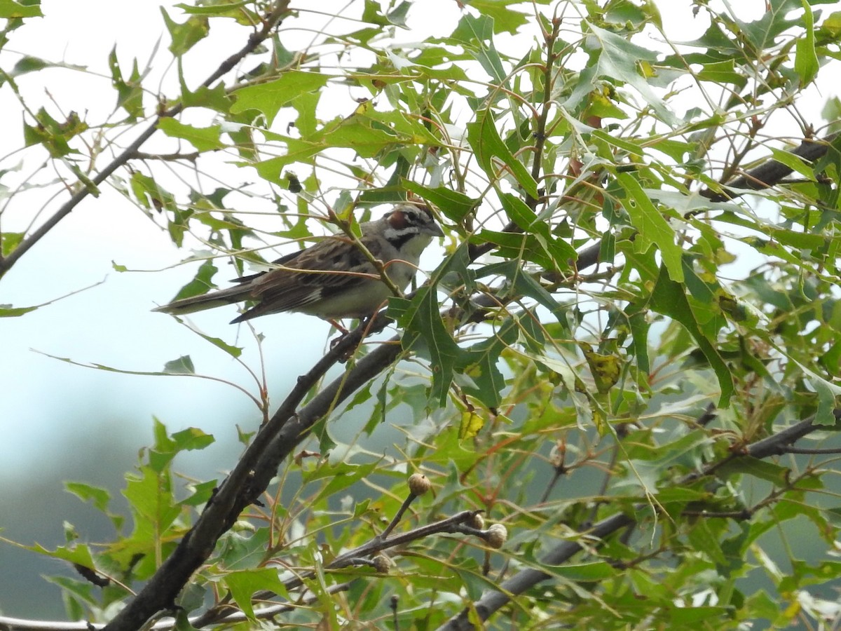 Lark Sparrow - ML620500512