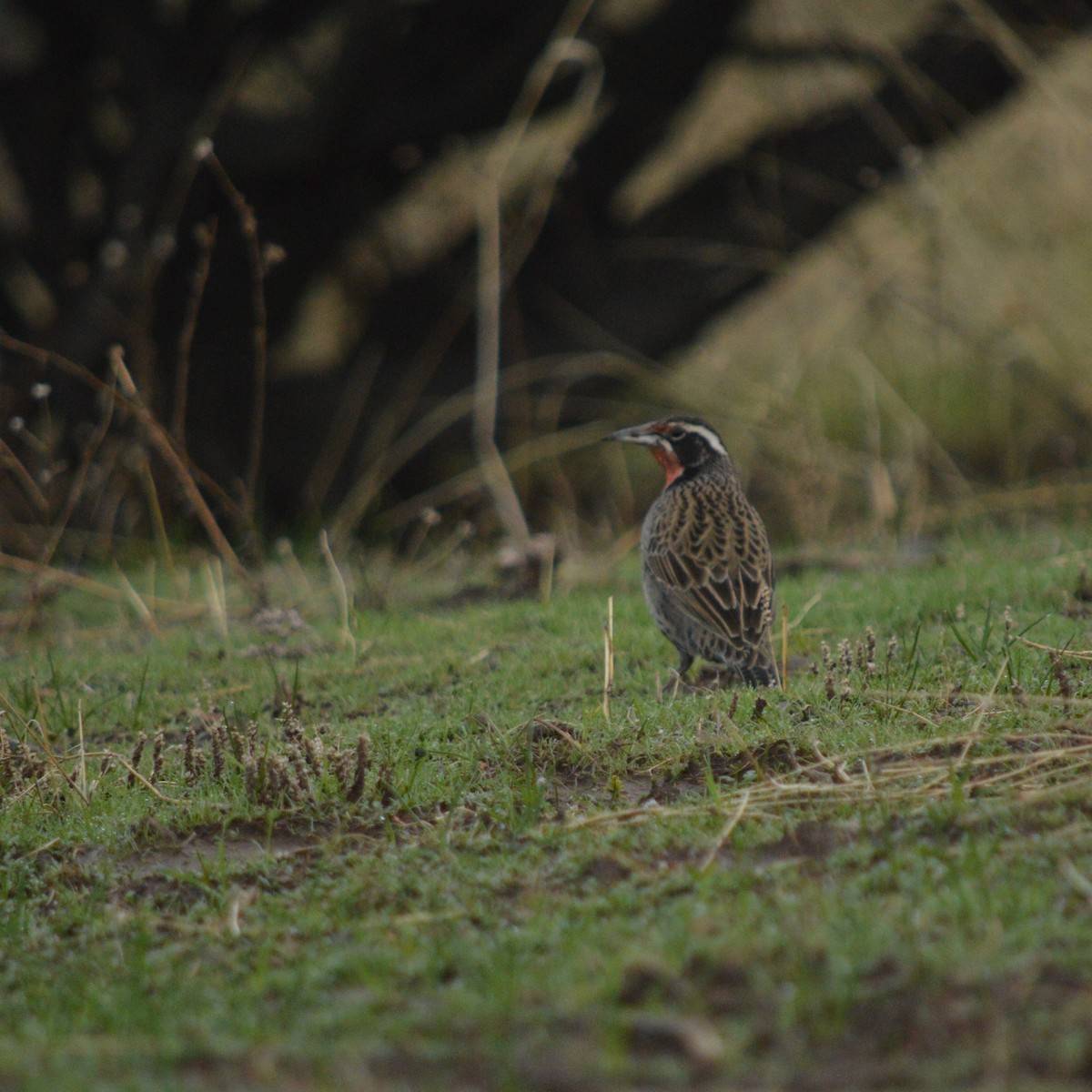 Long-tailed Meadowlark - ML620500514