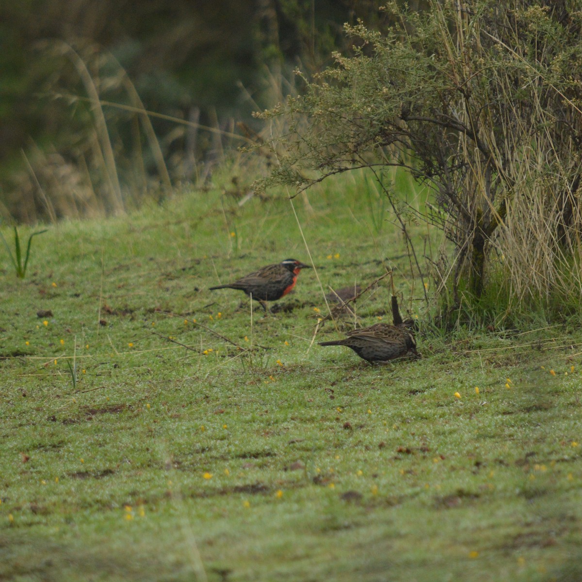 Long-tailed Meadowlark - ML620500515