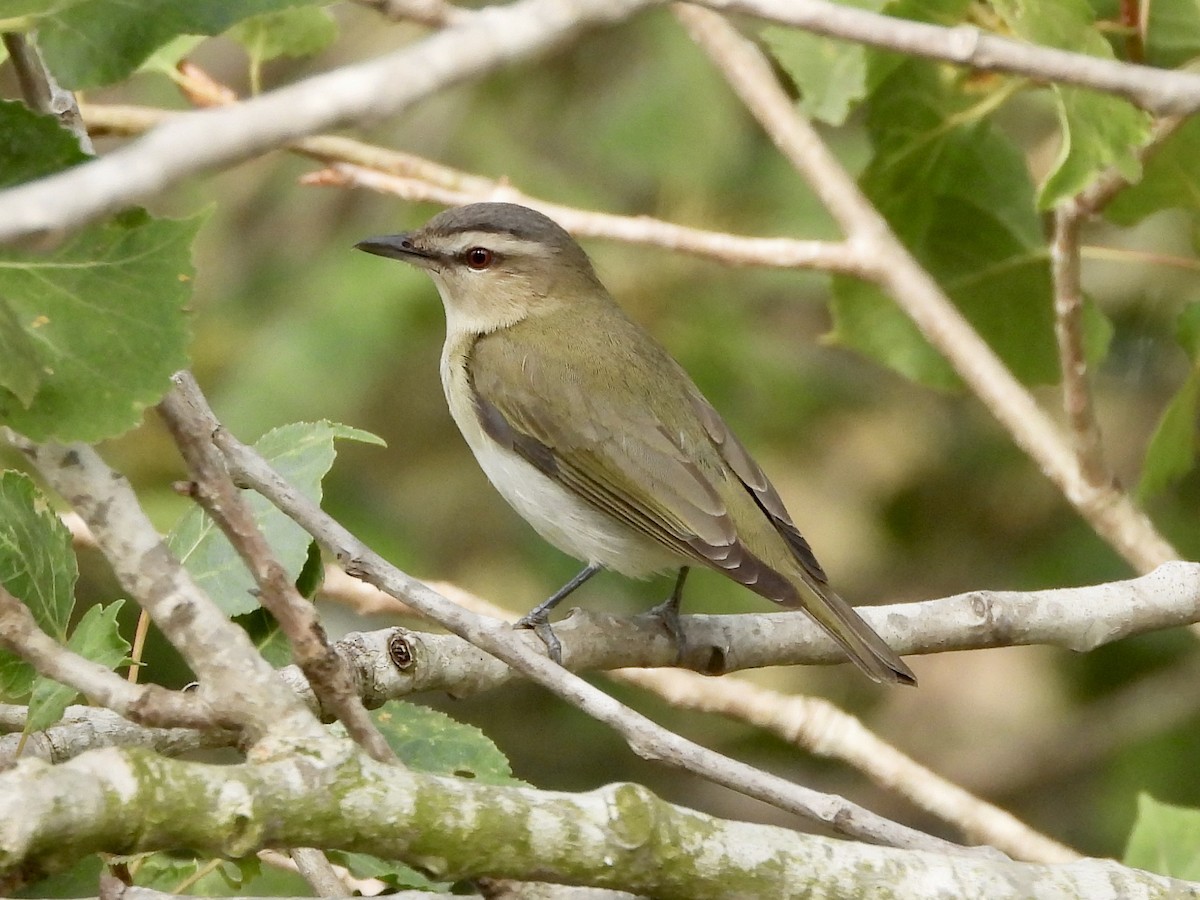 Red-eyed Vireo - ML620500516