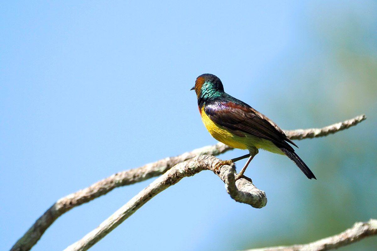 Brown-throated Sunbird - ML620500518