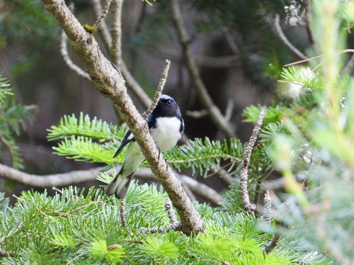 Black-throated Blue Warbler - Marilyn Hubley