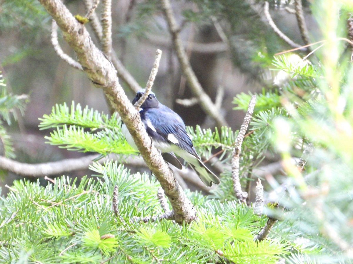 Black-throated Blue Warbler - ML620500522