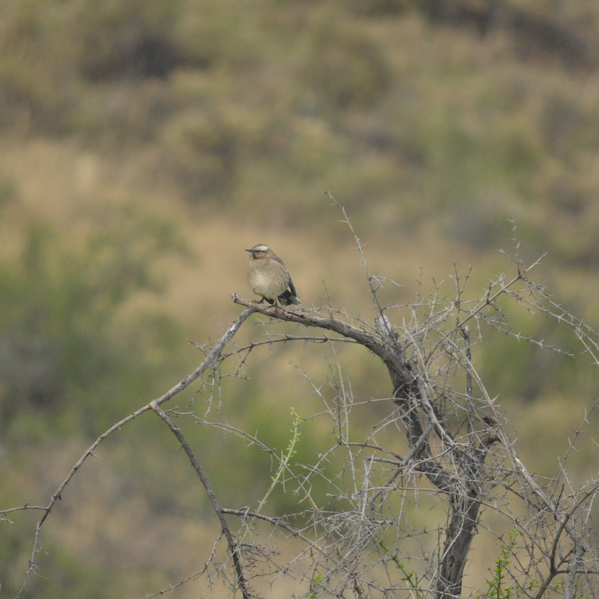 Chilean Mockingbird - ML620500526