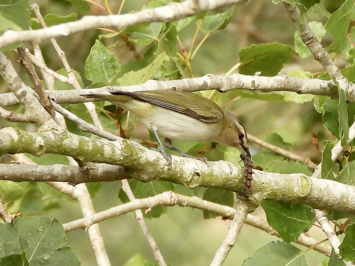 Red-eyed Vireo - Joshua Mitchell