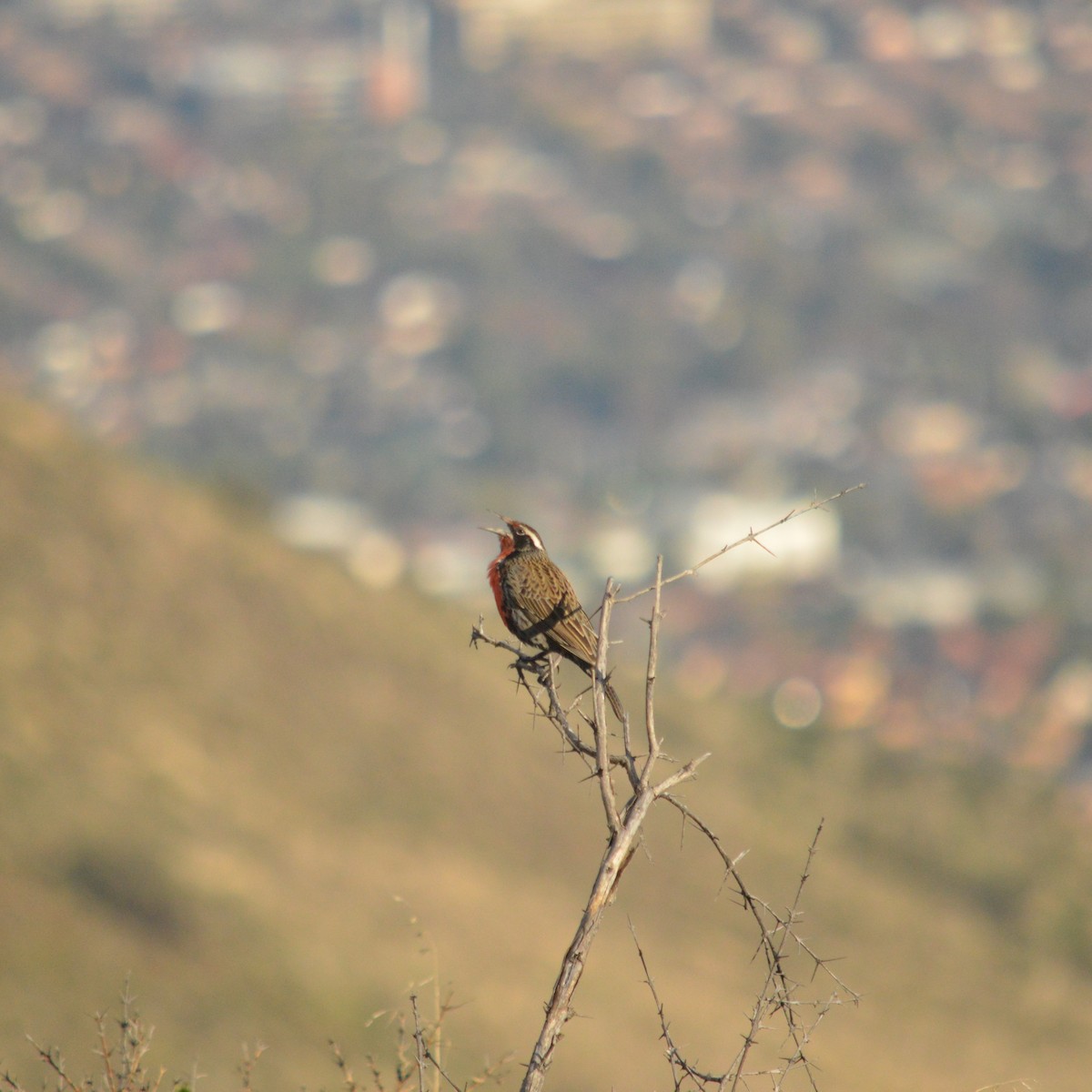 Long-tailed Meadowlark - ML620500537