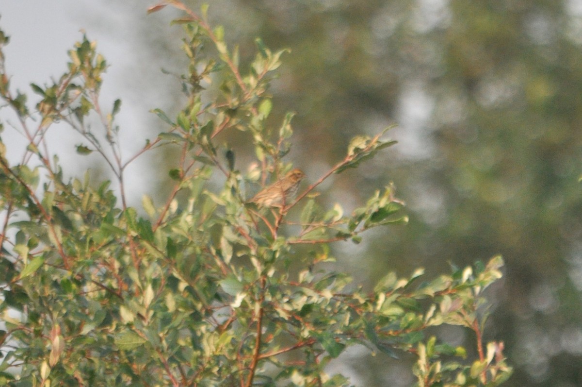 Savannah Sparrow - ML620500543