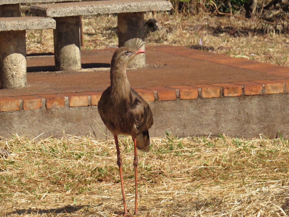 Cariama huppé - ML620500544