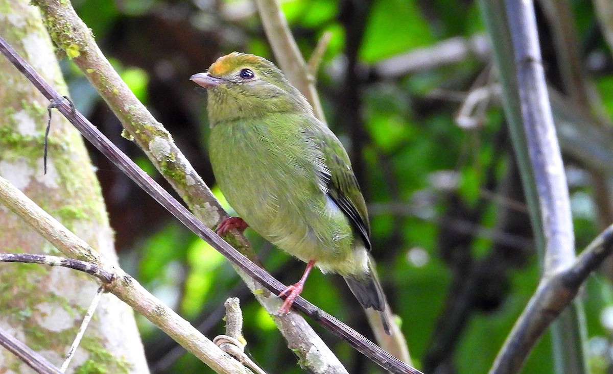 Swallow-tailed Manakin - ML620500554