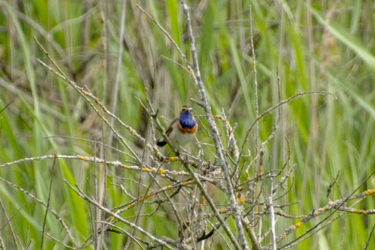 Blaukehlchen - ML620500555