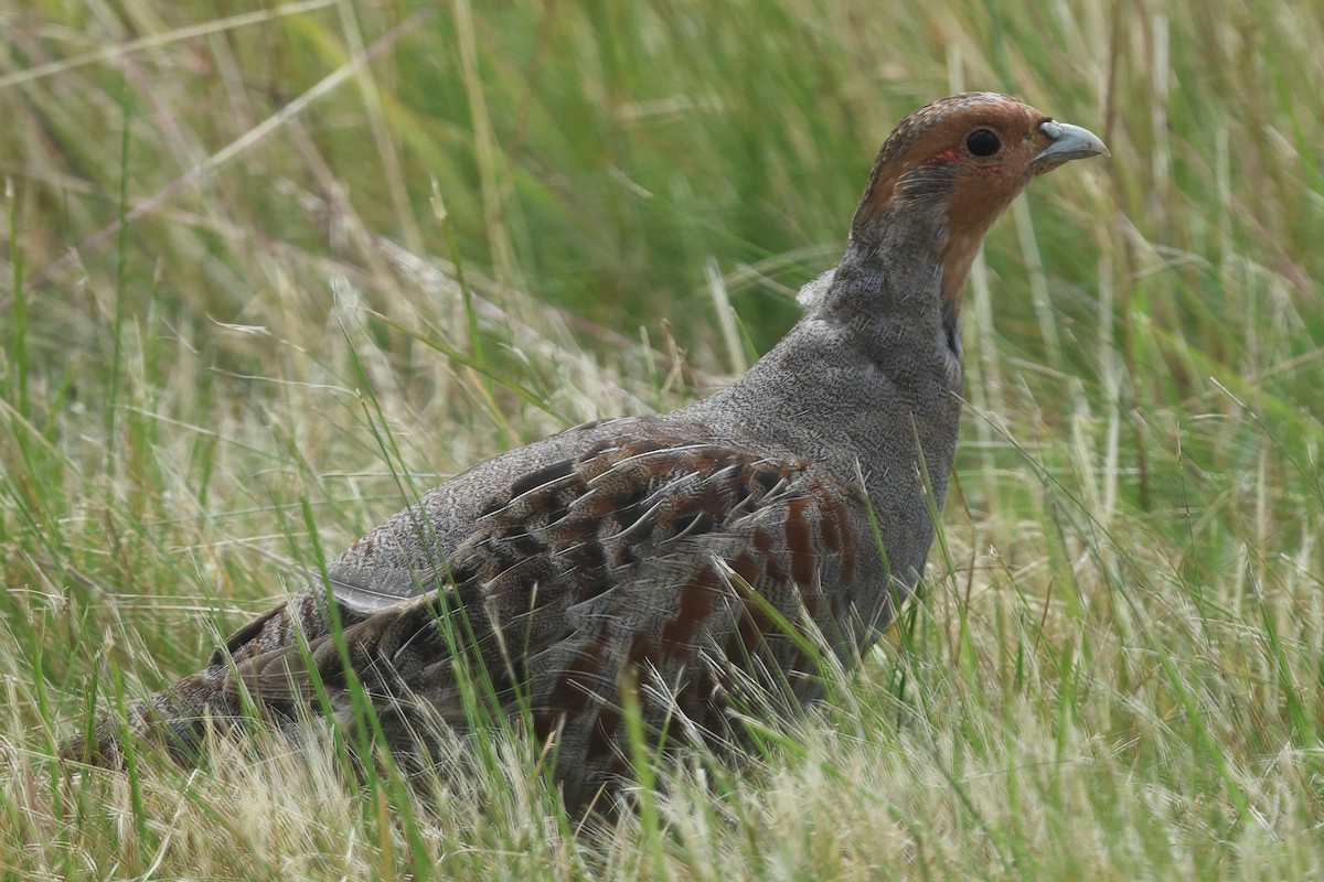 Gray Partridge - ML620500561