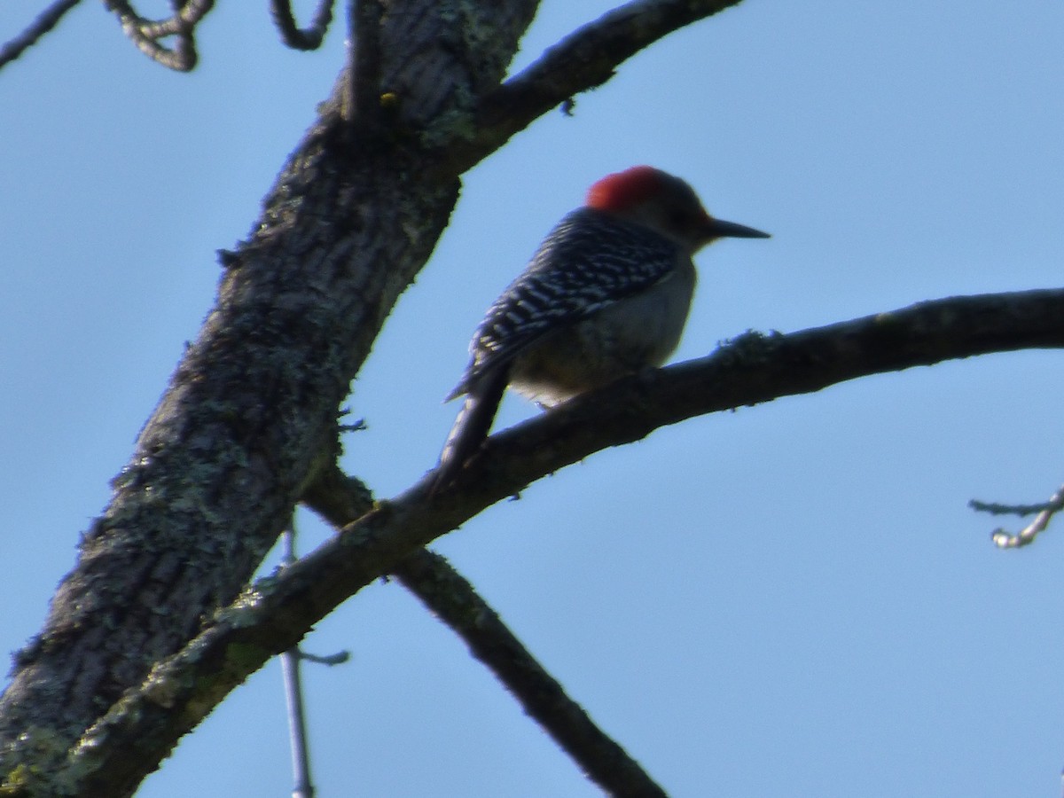 Red-bellied Woodpecker - ML620500563