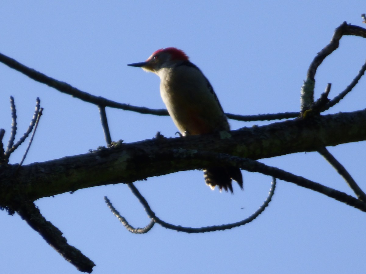 Red-bellied Woodpecker - ML620500564