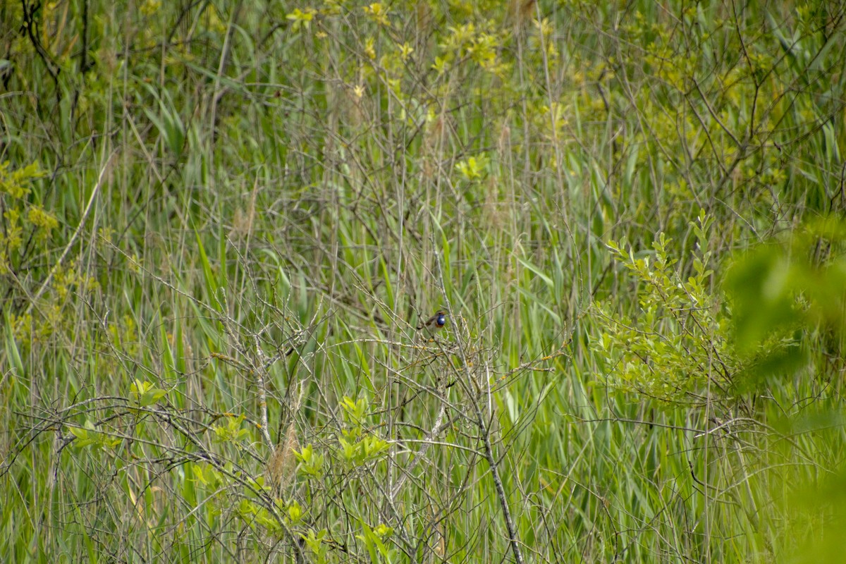 Bluethroat - ML620500565