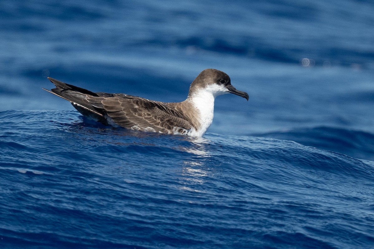 Great Shearwater - ML620500568