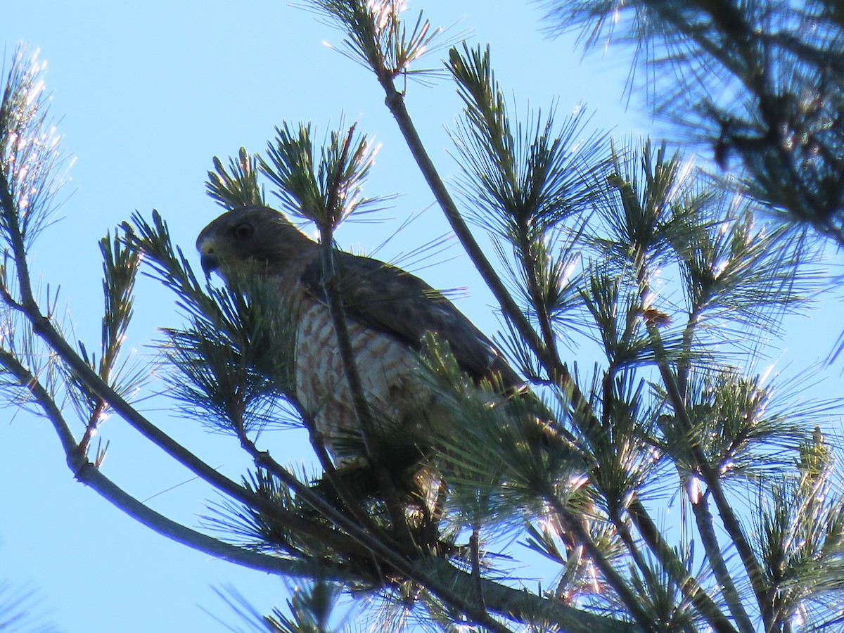 Red-tailed Hawk - ML620500570