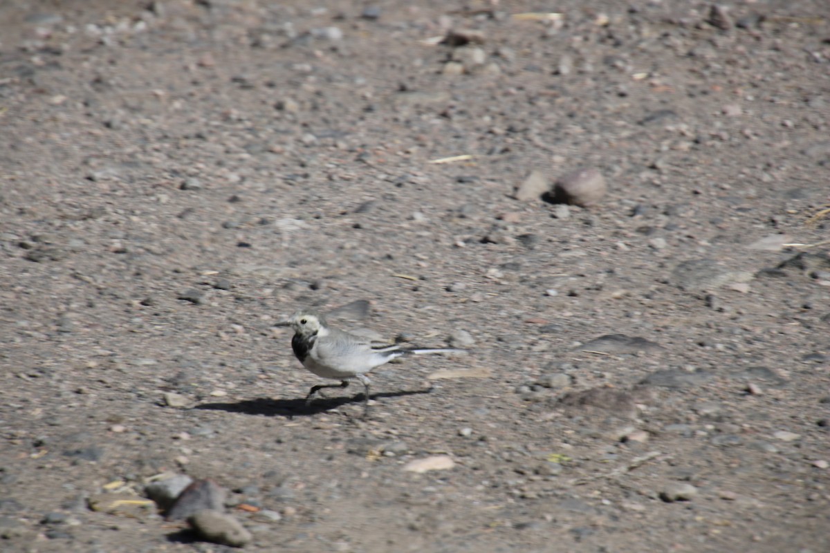 White Wagtail - ML620500573