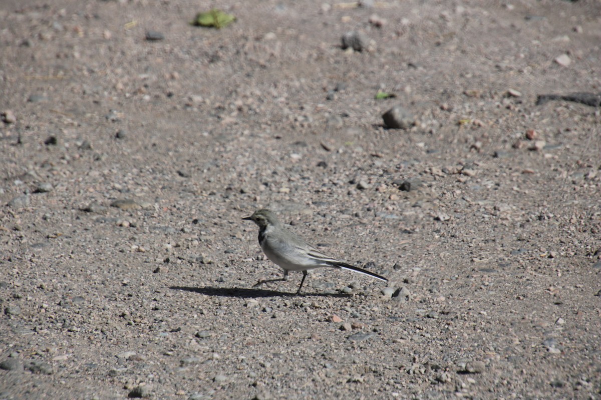 White Wagtail - ML620500574