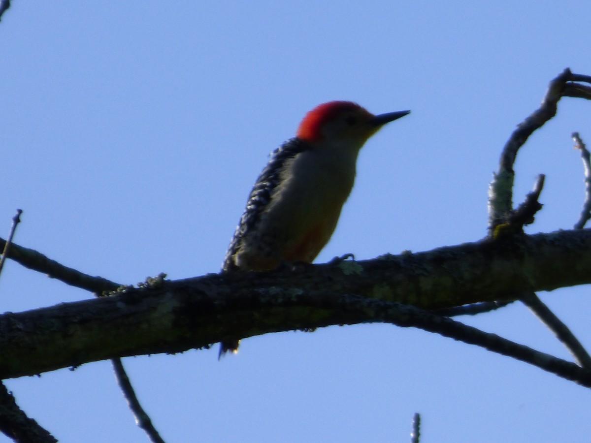 Red-bellied Woodpecker - ML620500576