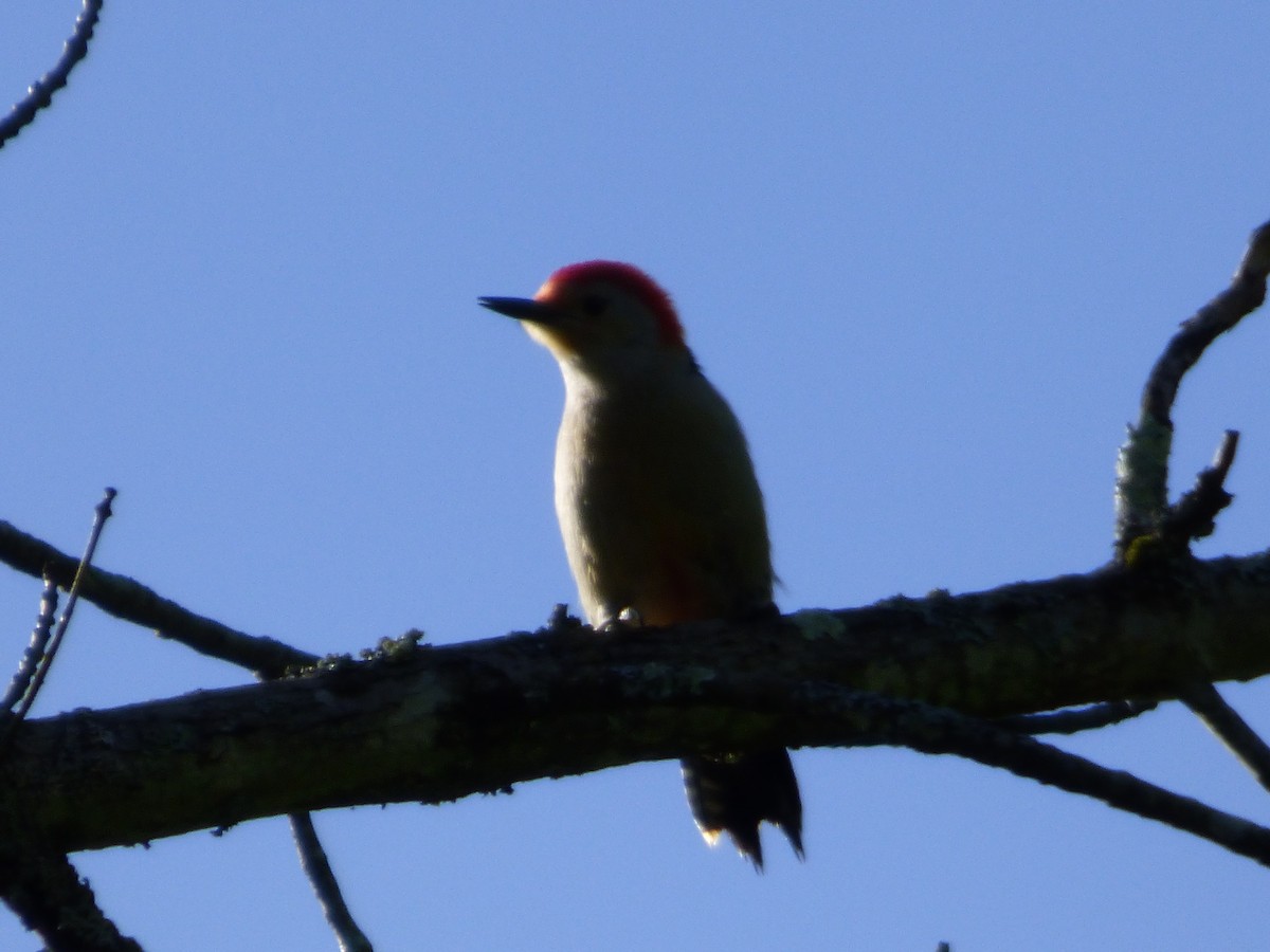 Red-bellied Woodpecker - ML620500577