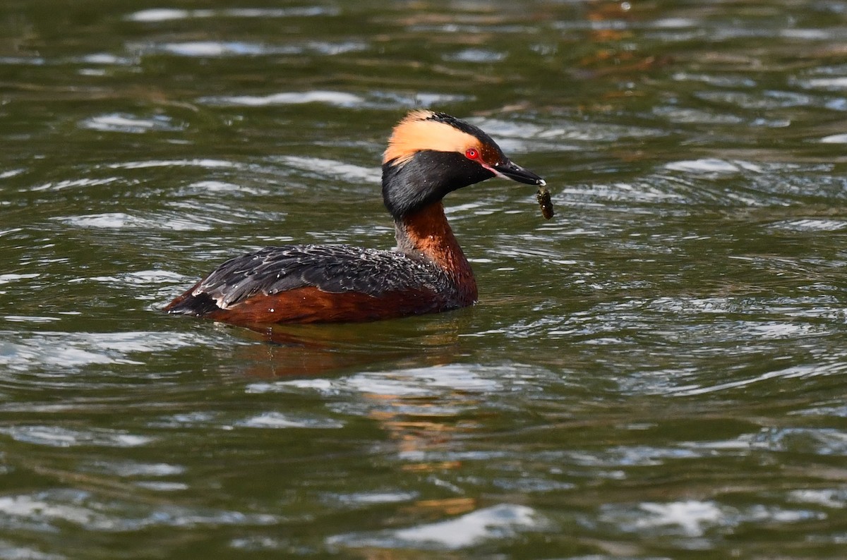 Horned Grebe - ML620500579