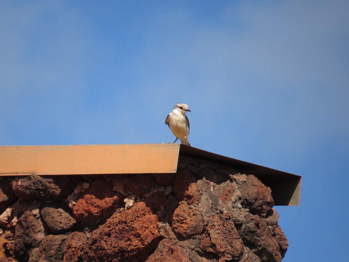 White-rumped Monjita - ML620500581