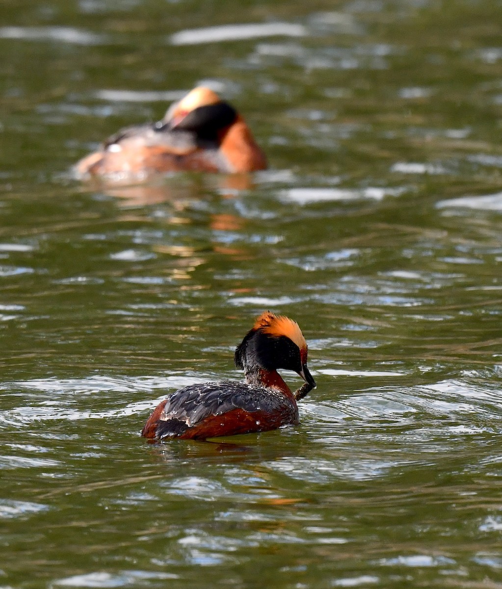 Horned Grebe - ML620500582