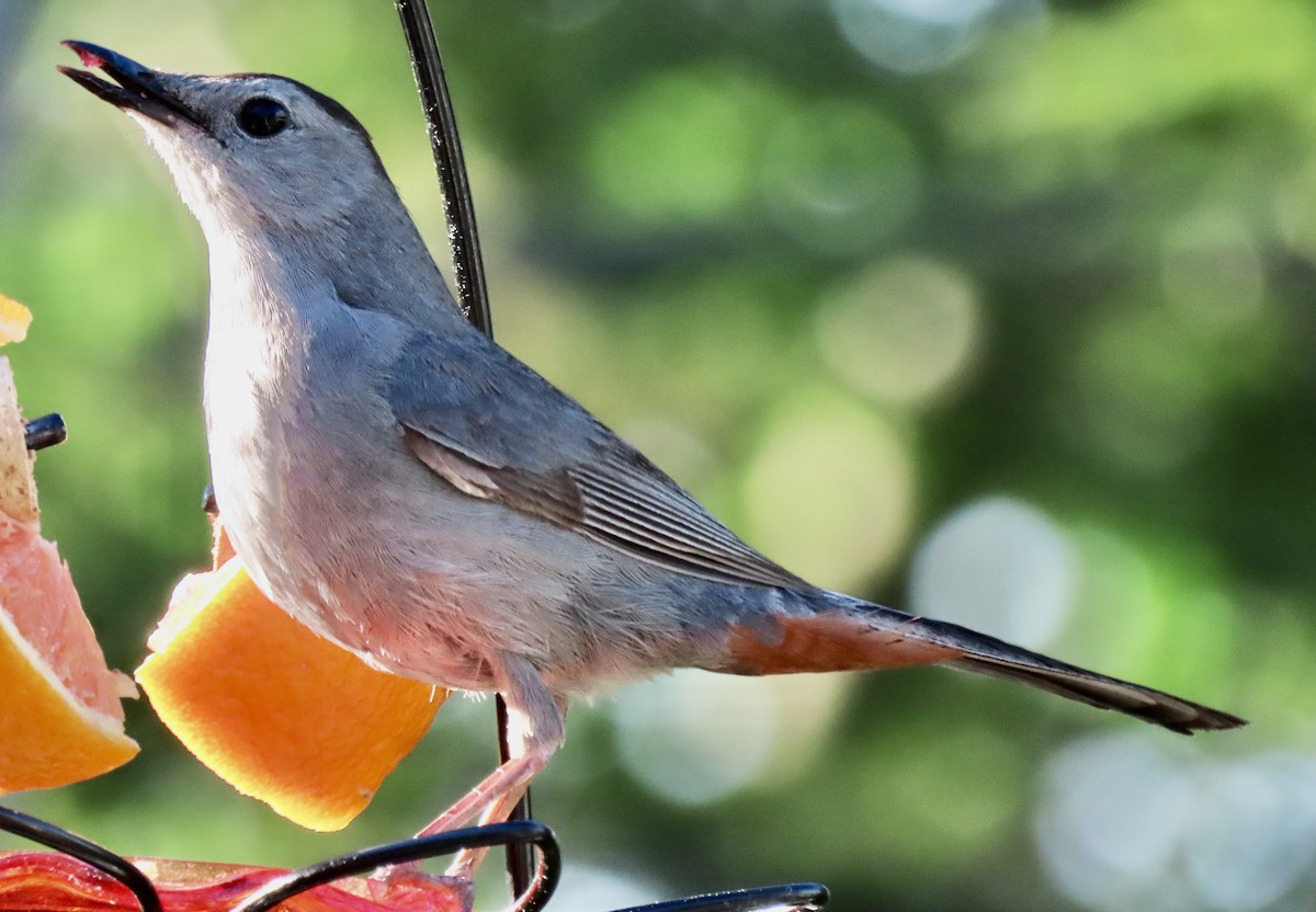 Gray Catbird - ML620500584