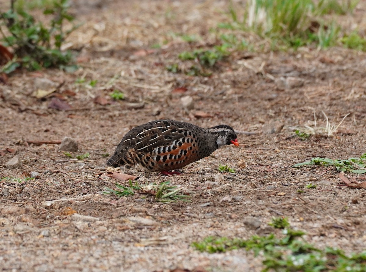 Painted Bush-Quail - ML620500592