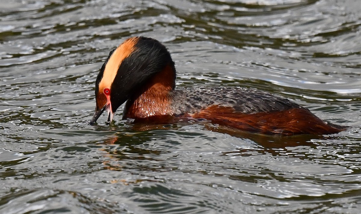 Horned Grebe - ML620500593